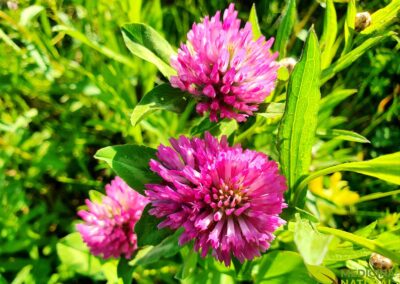 Trevo-vermelho - Trifolium pratense