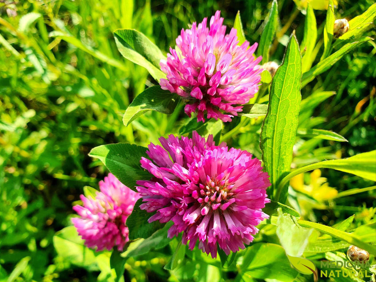 Trevo-vermelho - Trifolium pratense