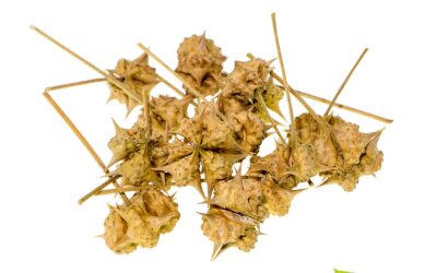 Tribulus terrestris: saiba para que serve