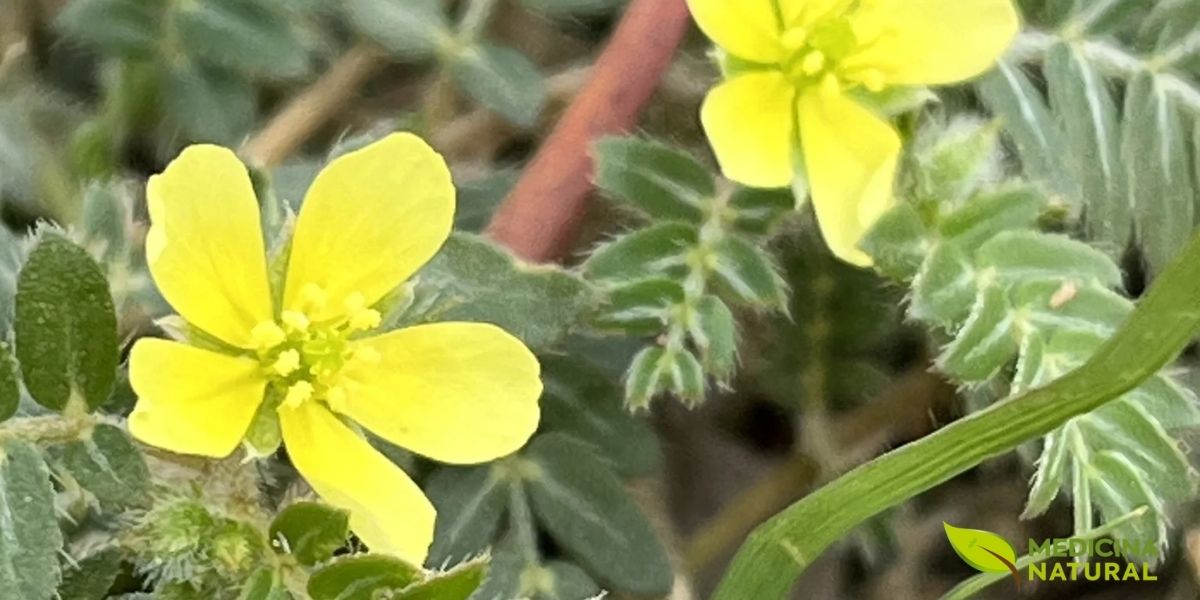 O tribulus terrestris é usado tradicionalmente na medicina ayurvédica para melhorar a recuperação muscular e o desempenho físico. Contém saponinas esteroidais que podem auxiliar na redução do dano muscular pós-treino. A dose recomendada é de 750-1.250 mg/dia de extrato padronizado. É mais eficaz como suplemento de recuperação do que construtor direto de massa.