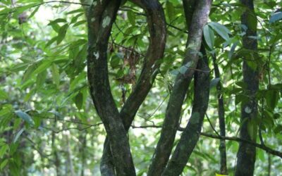 Tynnanthus fasciculatus (CIPÓ-CRAVO; CLOVE VINE)