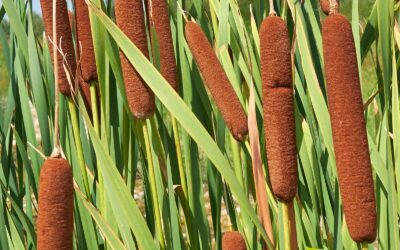 Typha latifolia – BOFETEIRO; TABOA-LARGA