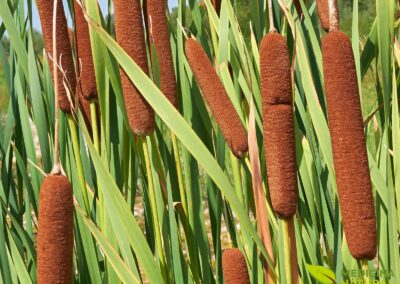 Typha latifolia - BOFETEIRO; TABOA-LARGA