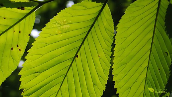 Ulmeiro - Ulmus rubra