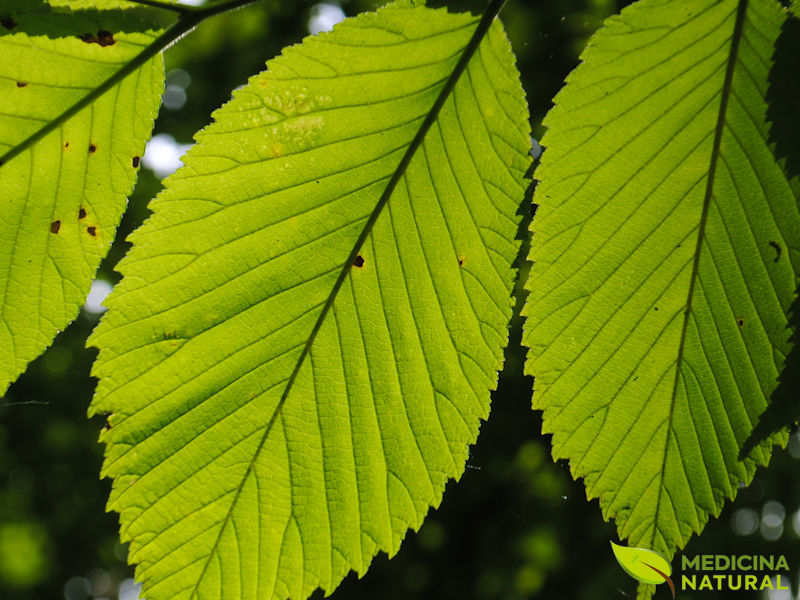 Ulmeiro - Ulmus rubra