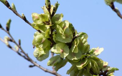 Ulmus rubra (OLMO-VERMELHO)
