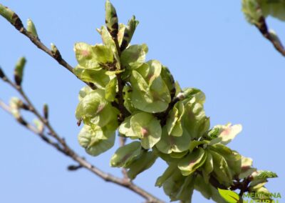 Ulmus rubra (OLMO-VERMELHO)
