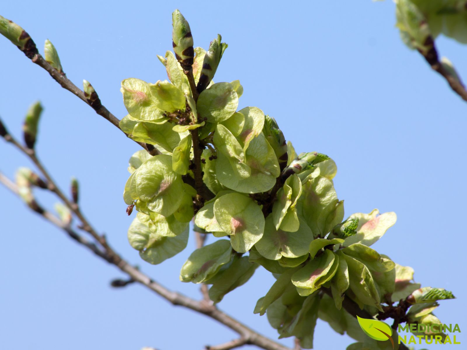 Ulmus rubra (OLMO-VERMELHO)
