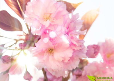 Umê - Prunus mume