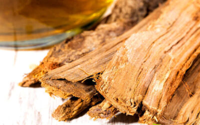 Unha-de-gato: saiba para que serve o chá