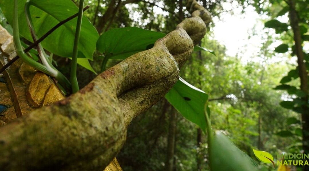 Chá de Unha-de-Gato: Guia Completo Sobre a Uncaria tomentosa