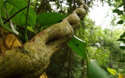 Chá de Unha-de-Gato: Guia Completo Sobre a Uncaria tomentosa