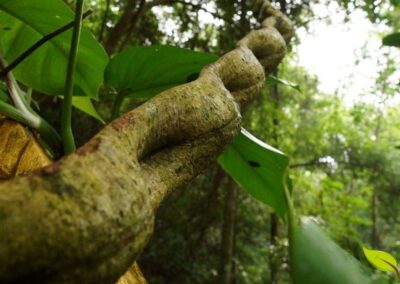 A RENISUS incluiu esta planta amazônica por suas propriedades imunomoduladoras e anti-inflamatórias. No SUS, a unha-de-gato é indicada como adjuvante em doenças reumáticas, valorizando a biodiversidade brasileira e oferecendo tratamento acessível à população.
