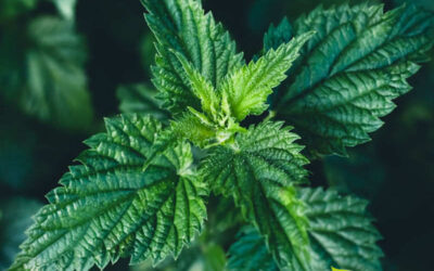 Urtiga: saiba para que serve o chá