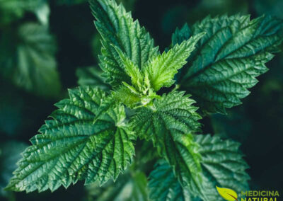 Urtiga - Urtica dioica