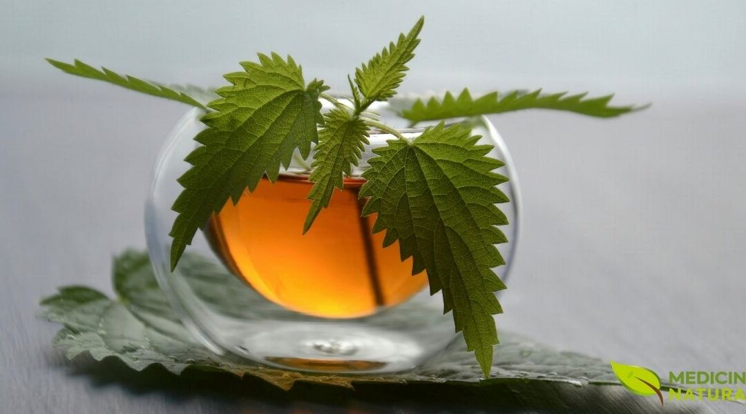 Chá de Urtiga: Benefícios para Próstata e Saúde Geral