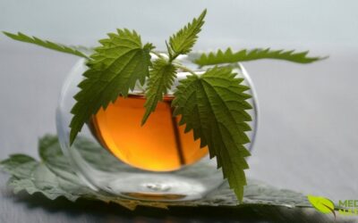 Chá de Urtiga: Benefícios para Próstata e Saúde Geral