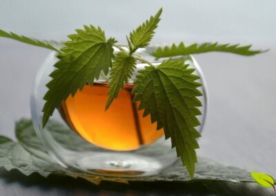 Uma xícara fumegante de chá de urtiga, feita a partir das folhas secas da planta. Esta bebida é apreciada por seu sabor terroso e por seus inúmeros benefícios à saúde, incluindo propriedades diuréticas, anti-inflamatórias e antialérgicas. O chá de urtiga é uma forma popular e acessível de incorporar esta planta medicinal na rotina diária.