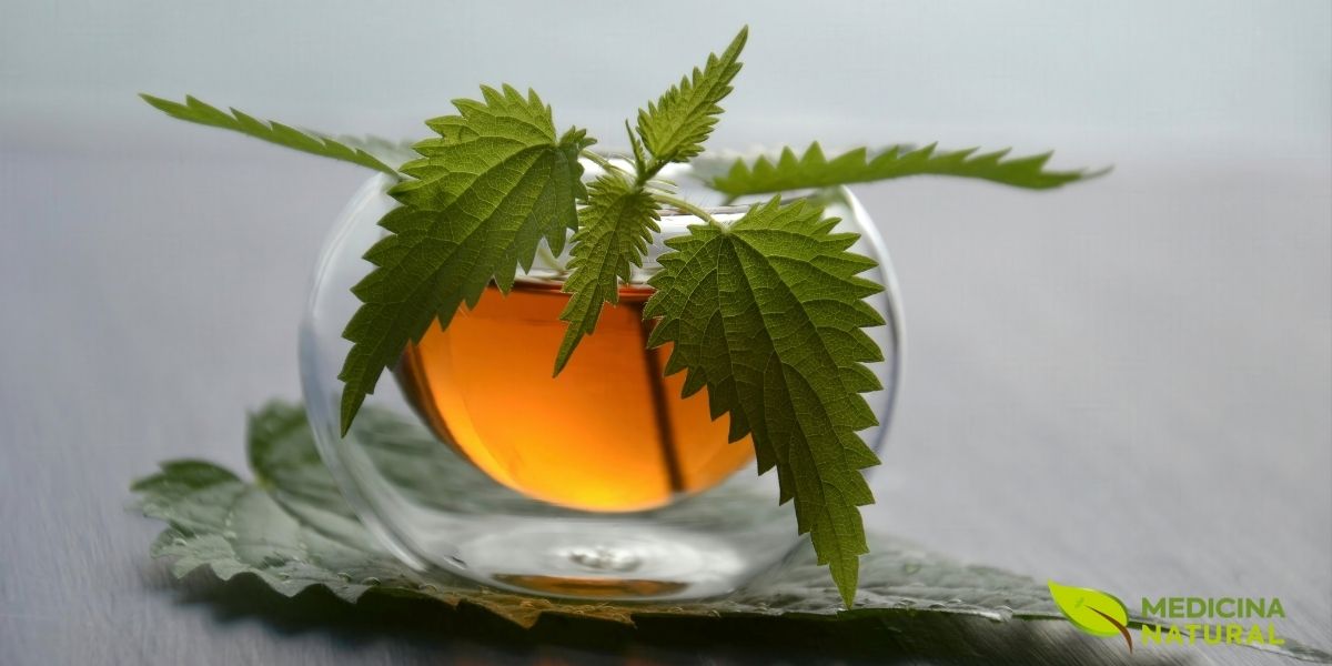 Uma xícara de chá de urtiga, feita a partir das folhas secas da planta. Esta bebida é apreciada por seu sabor terroso e por seus inúmeros benefícios à saúde, incluindo propriedades diuréticas, anti-inflamatórias e antialérgicas. O chá de urtiga é uma forma popular e acessível de incorporar esta planta medicinal na rotina diária.