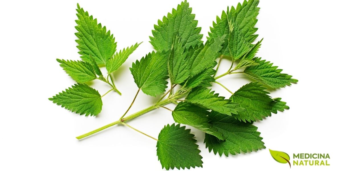 As folhas de urtiga, depois de cozidas para neutralizar os pelos urticantes, são um ingrediente versátil na cozinha. Esta imagem mostra as folhas prontas para serem usadas em uma receita, como uma sopa nutritiva ou um recheio de torta. A urtiga adiciona um sabor único e um impulso de nutrientes a qualquer prato.