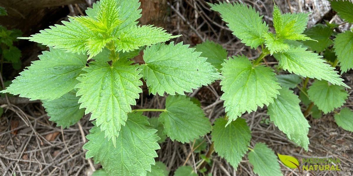 A urtiga é uma planta hospedeira crucial para as lagartas de borboletas como a Vanessa atalanta (Almirante Vermelho). Esta imagem pode capturar a interação entre a planta e a vida selvagem, mostrando como a urtiga sustenta a biodiversidade local. A presença de insetos na planta é um sinal de um ecossistema saudável e equilibrado.
