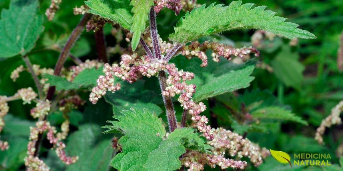 A inflorescência da urtiga é composta por pequenas flores esverdeadas ou amareladas, agrupadas em cachos. Esta imagem destaca a delicadeza das flores em contraste com a aparência mais rústica da planta. A polinização é feita pelo vento, e as sementes produzidas são uma fonte de alimento para pássaros e outros animais selvagens, desempenhando um papel importante no ecossistema.