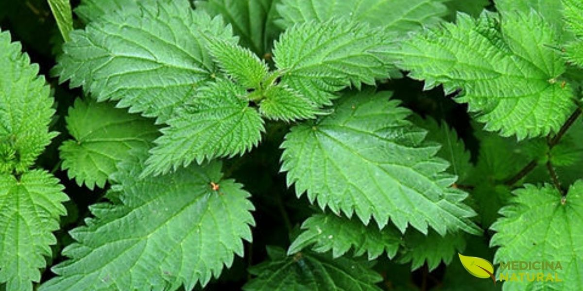 As plantas jovens de urtiga, com suas folhas tenras, são as mais procuradas para uso culinário. Nesta fase, as folhas são mais macias e saborosas, ideais para sopas, chás e outros pratos. Esta imagem mostra uma jovem planta de urtiga emergindo do solo, simbolizando o início de um ciclo de crescimento que oferece tanto alimento quanto remédio.