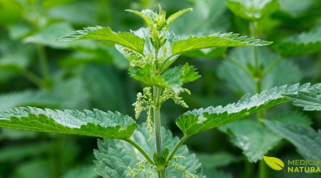 Urtiga: Guia Completo dos Benefícios e Usos Medicinais