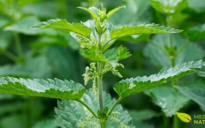 Urtiga: Guia Completo dos Benefícios e Usos Medicinais