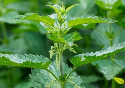 Um olhar aproximado sobre as folhas da Urtica dioica revela as bordas serrilhadas e a textura rica da superfície. Os pelos finos, ou tricomas, que cobrem as folhas e o caule são visíveis e contêm as substâncias que causam a conhecida sensação de ardência. Apesar disso, estas folhas são uma potência nutricional, repletas de vitaminas e minerais essenciais para a saúde humana.