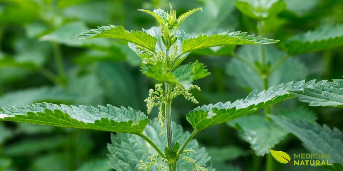 Um olhar aproximado sobre as folhas da Urtica dioica revela as bordas serrilhadas e a textura rica da superfície. Os pelos finos, ou tricomas, que cobrem as folhas e o caule são visíveis e contêm as substâncias que causam a conhecida sensação de ardência. Apesar disso, estas folhas são uma potência nutricional, repletas de vitaminas e minerais essenciais para a saúde humana. Um olhar aproximado sobre as folhas da Urtica dioica revela as bordas serrilhadas e a textura rica da superfície. Os pelos finos, ou tricomas, que cobrem as folhas e o caule são visíveis e contêm as substâncias que causam a conhecida sensação de ardência. Apesar disso, estas folhas são uma potência nutricional, repletas de vitaminas e minerais essenciais para a saúde humana.