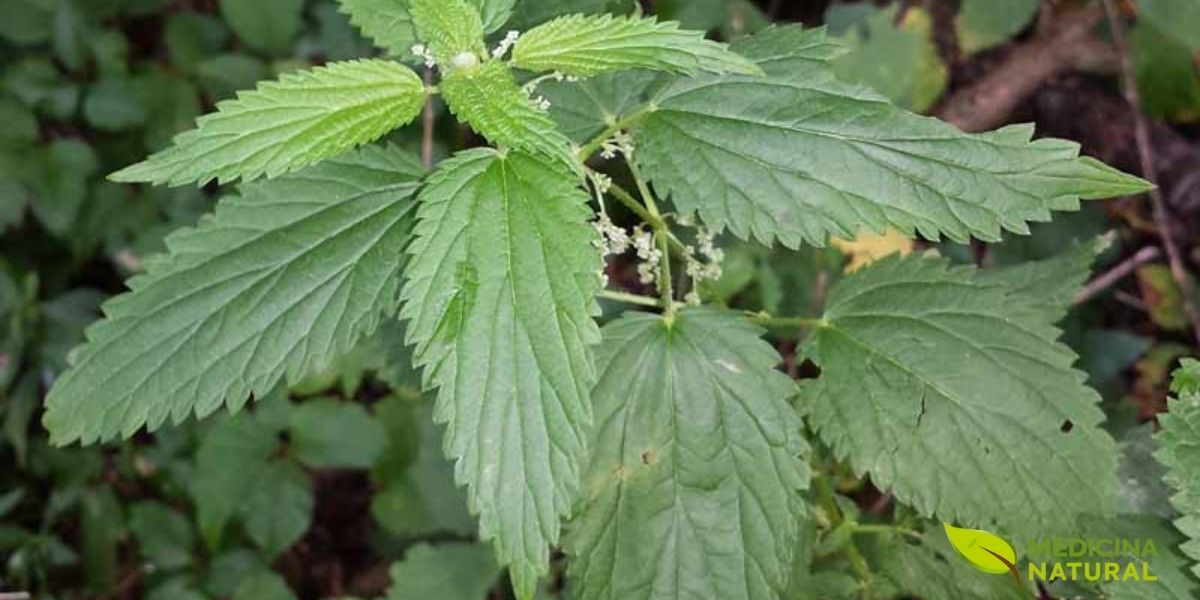 A Urtica dioica, comumente conhecida como urtiga, prospera em solos ricos em nutrientes, frequentemente encontrada em campos, beiras de estradas e áreas de floresta aberta. Esta imagem capta a planta em seu ambiente natural, exibindo suas folhas verdes vibrantes e a inflorescência característica, que atrai diversos insetos polinizadores. A robustez da urtiga permite que ela forme densas colônias, demonstrando sua capacidade de adaptação e resiliência.