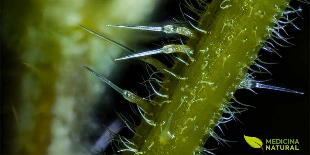 Esta imagem macro revela os tricomas, os pelos urticantes da urtiga, em grande detalhe. Cada pelo funciona como uma agulha hipodérmica em miniatura, injetando uma mistura de compostos químicos ao menor toque. É este mecanismo de defesa que protege a planta de herbívoros e dá à urtiga sua reputação temida, mas fascinante.