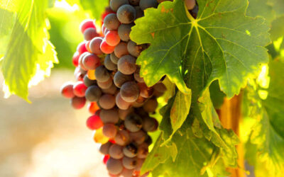 Uva-comum: saiba para que serve a fruta