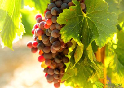 Uva-comum - Vitis vinifera