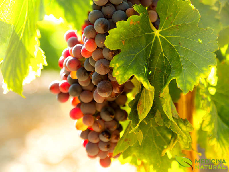 Uva-comum - Vitis vinifera