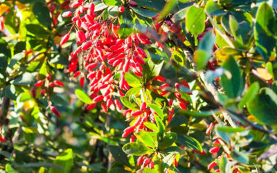 Berberis: veja para que serve a berberina