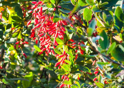 Uva-espim - Berberis vulgaris