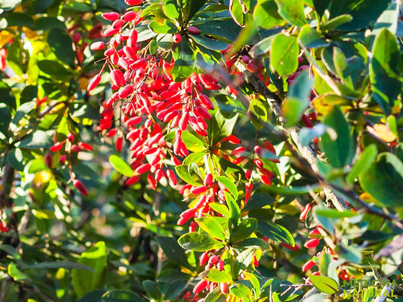 Uva-espim - Berberis vulgaris