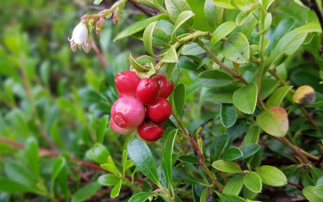 Uva-ursi: saiba para que serve o chá