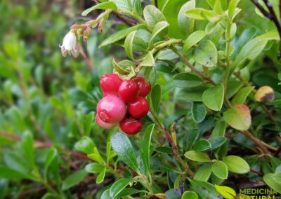 Uva-de-urso - Uva-ursina - Arctostaphylos-uva-ursi