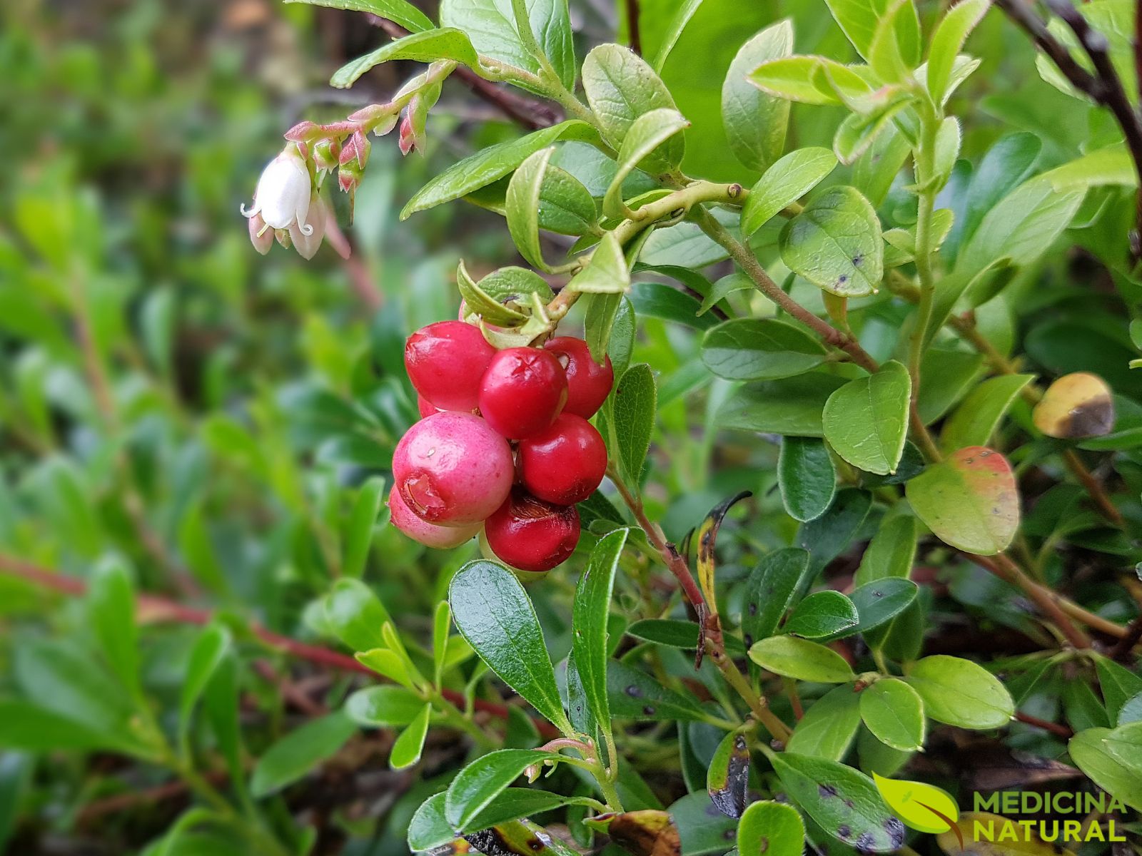 Uva-de-urso – Uva-ursina – Arctostaphylos-uva-ursi Uva-de-urso - Uva-ursina - Arctostaphylos-uva-ursi