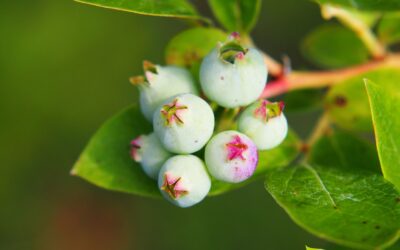 Vaccinium corymbosum – BLUEBERRY; MIRTILO-DO-NORTE