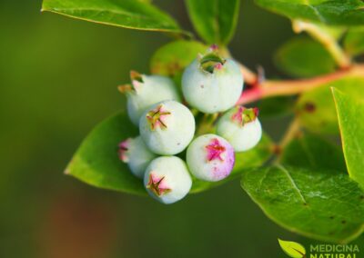 Vaccinium corymbosum - BLUEBERRY; MIRTILO-DO-NORTE