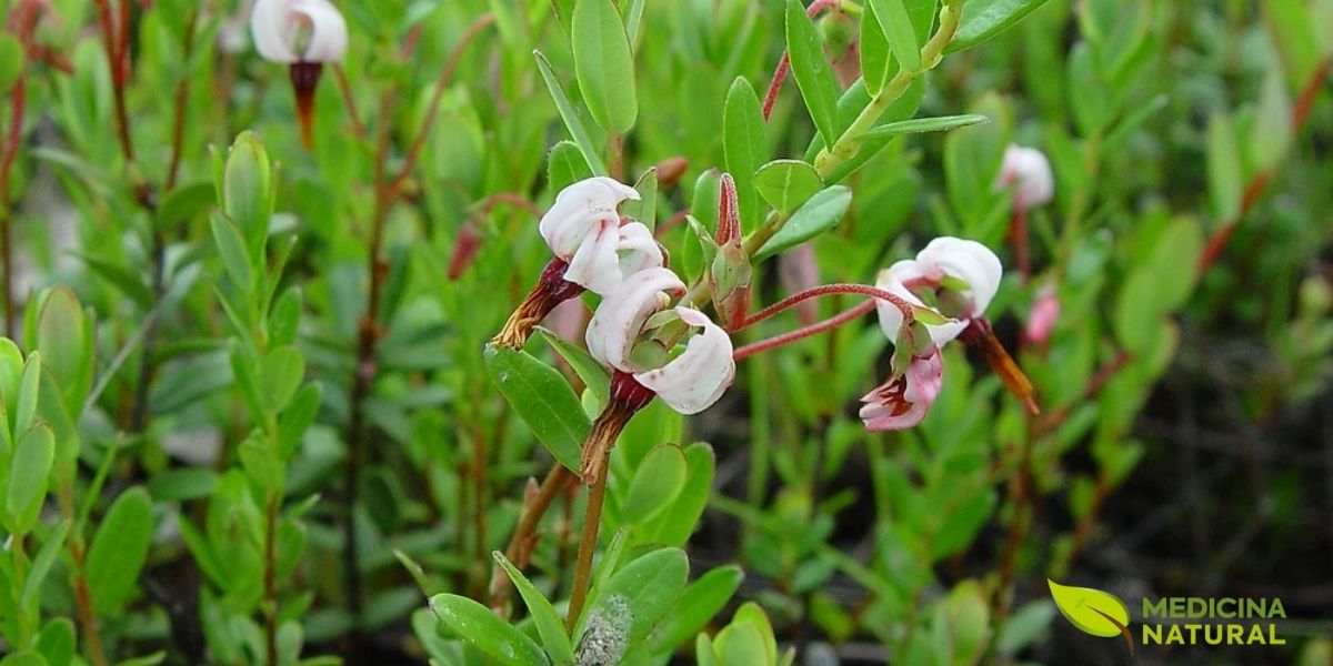 Detalhes das flores e folhas de Vaccinium macrocarpon. As flores apresentam pétalas rosadas ou brancas que se curvam para trás, expondo os estames amarelos - uma característica que lembra a cabeça de um guindaste, origem do nome "cranberry" (crane-berry). As folhas são pequenas, ovaladas, com margens inteiras e coloração verde-escura brilhante.