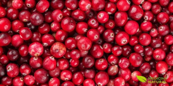 Frutos maduros de Vaccinium macrocarpon. As bagas são globosas a ovoides, com 10-20 mm de diâmetro, de cor vermelha brilhante quando maduras. A polpa é firme e o sabor extremamente ácido devido ao alto teor de ácidos orgânicos. Os frutos são ricos em proantocianidinas (PACs) do tipo A, antocianinas e vitamina C, compostos responsáveis pelas propriedades medicinais da cranberry, especialmente na prevenção de infecções urinárias.