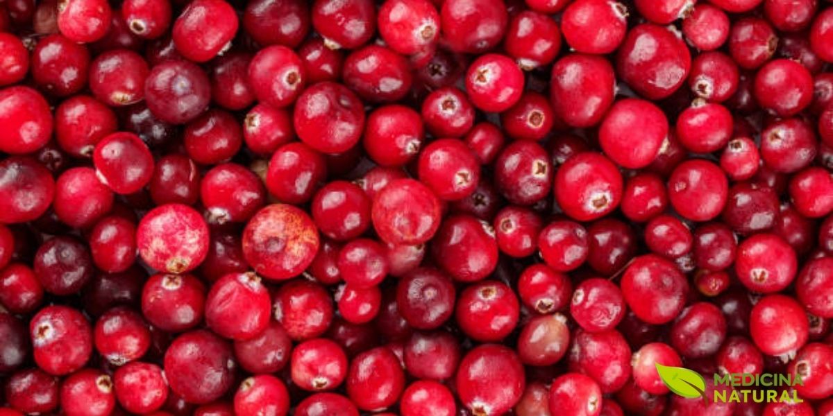 Frutos maduros de Vaccinium macrocarpon. As bagas são globosas a ovoides, com 10-20 mm de diâmetro, de cor vermelha brilhante quando maduras. A polpa é firme e o sabor extremamente ácido devido ao alto teor de ácidos orgânicos. Os frutos são ricos em proantocianidinas (PACs) do tipo A, antocianinas e vitamina C, compostos responsáveis pelas propriedades medicinais da cranberry, especialmente na prevenção de infecções urinárias.