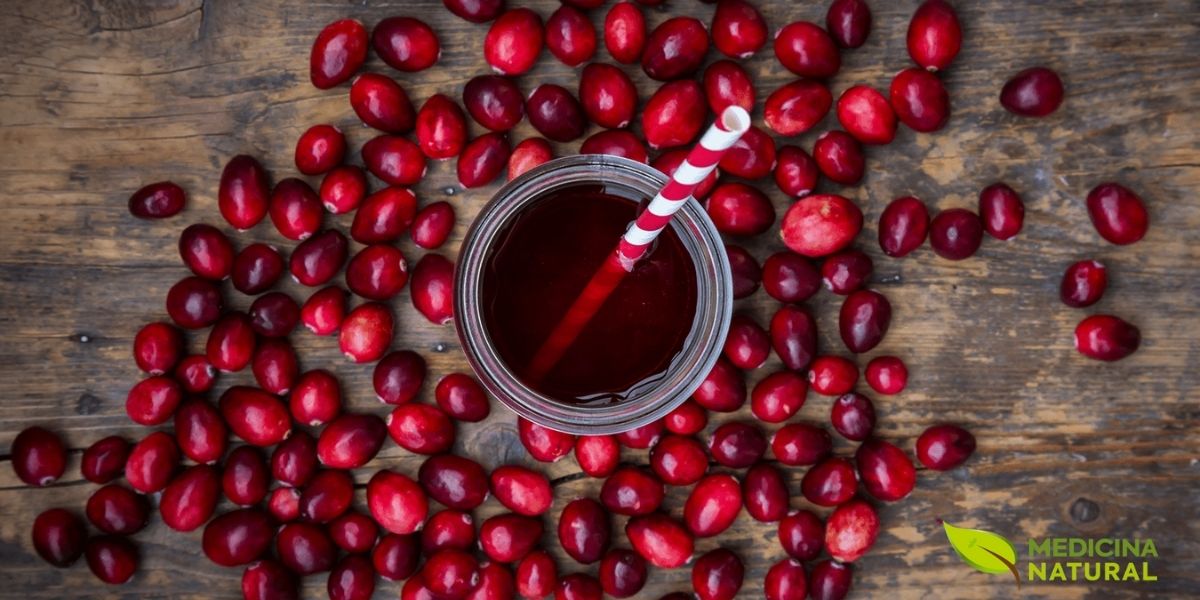 Diferentes formas de preparo e uso medicinal de Vaccinium macrocarpon. O suco puro de cranberry é rico em proantocianidinas (PACs) do tipo A, compostos que impedem a adesão de bactérias E. coli ao trato urinário. As cranberries podem ser consumidas frescas, em suco, secas ou em forma de cápsulas para fins terapêuticos, especialmente na prevenção de infecções urinárias.