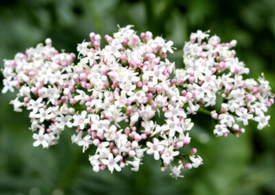 Valeriana officinalis