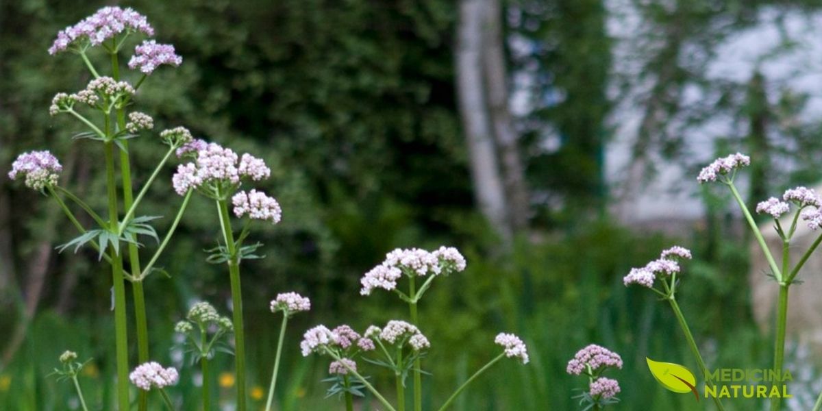 Presente na RENISUS como indutor natural do sono, a valeriana permite ao SUS tratar insônia sem recorrer a hipnóticos sintéticos. Sua inclusão reduz a prescrição de medicamentos controlados e o risco de dependência, especialmente em idosos atendidos na atenção primária.